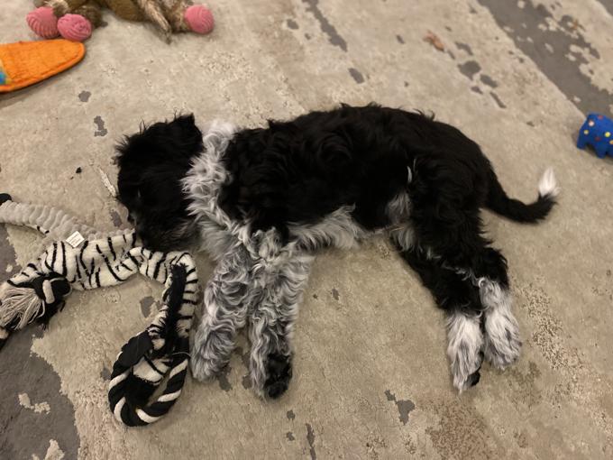Portuguese Water Dog