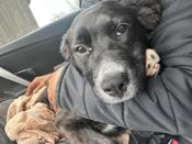Border Collie/German Shepherd