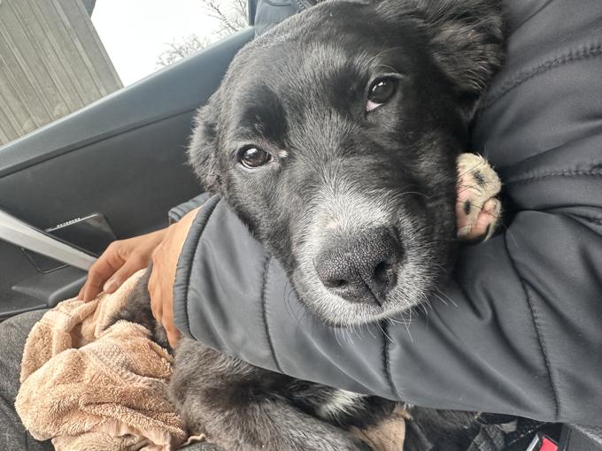 Border Collie/German Shepherd