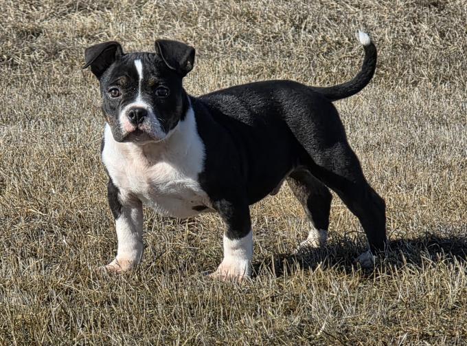 American Bully Bullies
