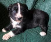 Australian Shepherd