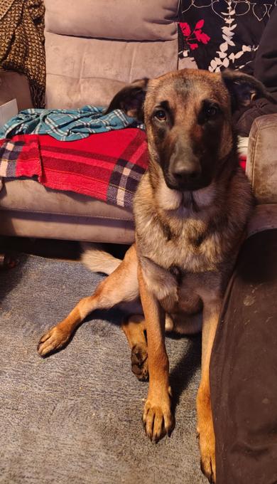 German Shepherd/ Belgium Malinois