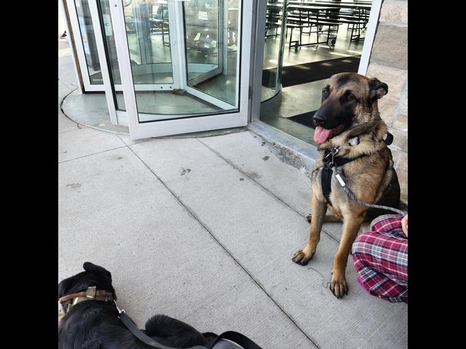 German Shepherd/ Belgium Malinois