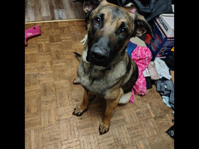 German Shepherd/ Belgium Malinois