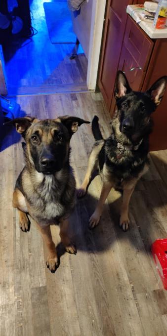 German Shepherd/ Belgium Malinois