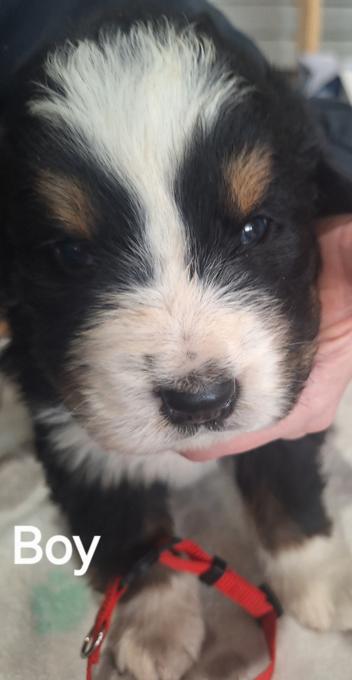 Bernese Mountain Dog/Newfoundlander