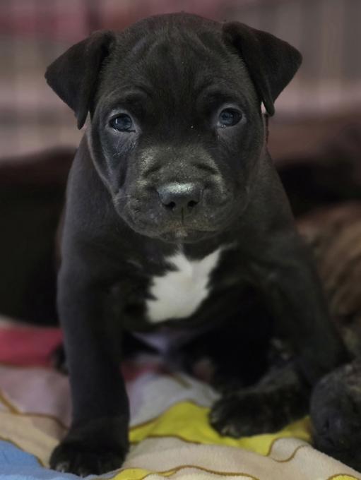 American Bully