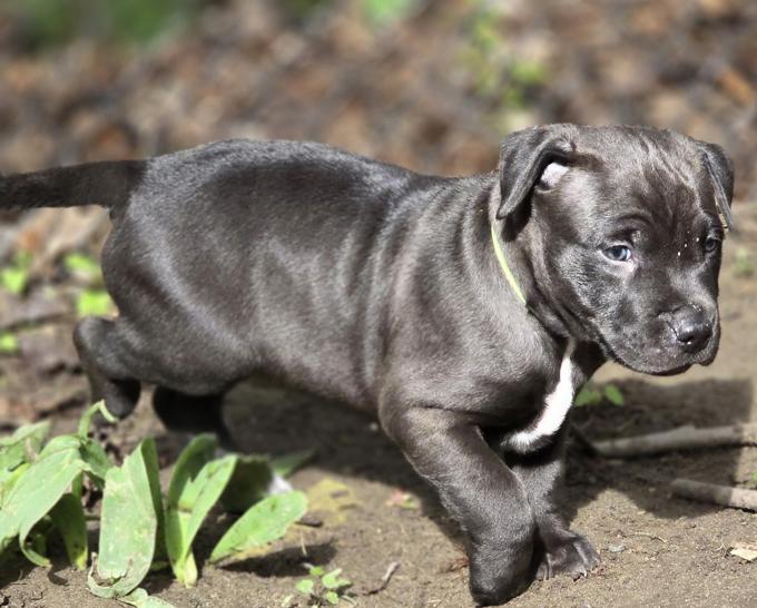 American Bully