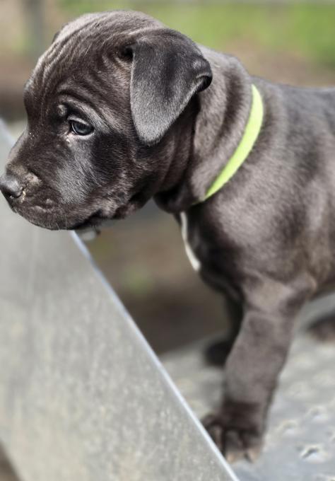 American Bully