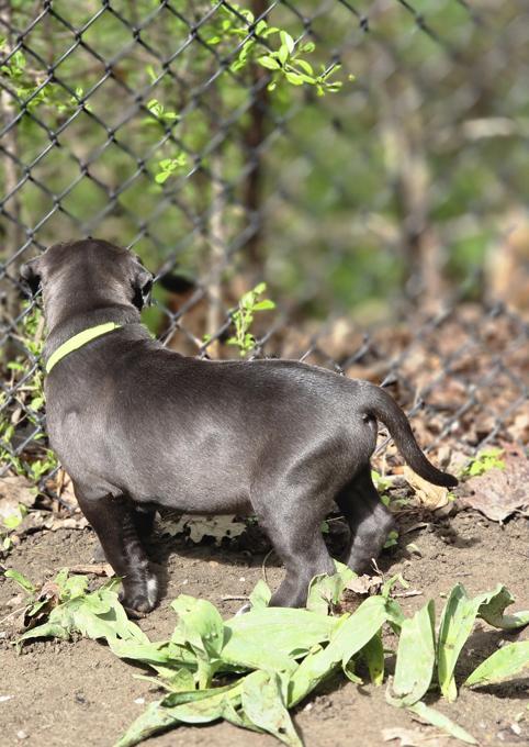 American Bully
