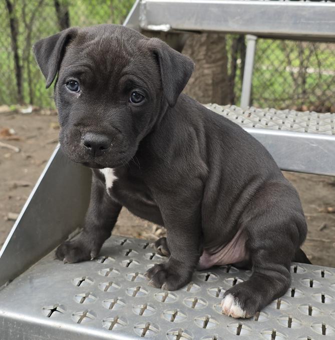 American Bully