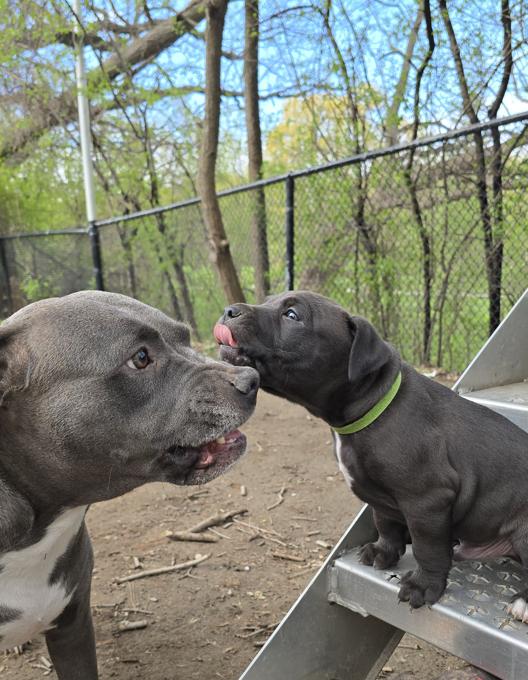 American Bully