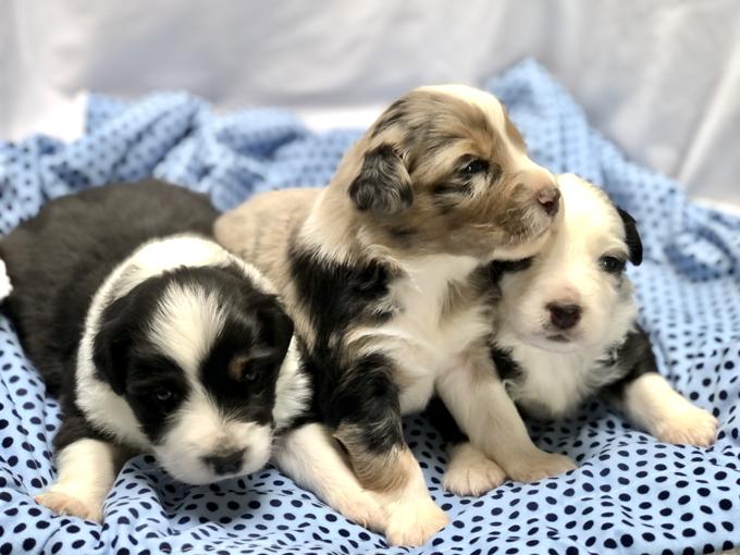 AUSTRALIAN SHEPHERD