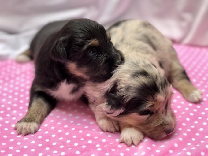 AUSTRALIAN SHEPHERD
