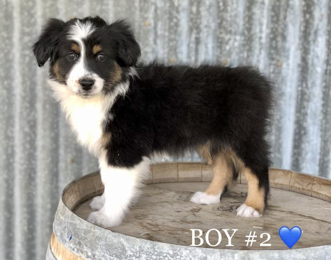 AUSTRALIAN SHEPHERD