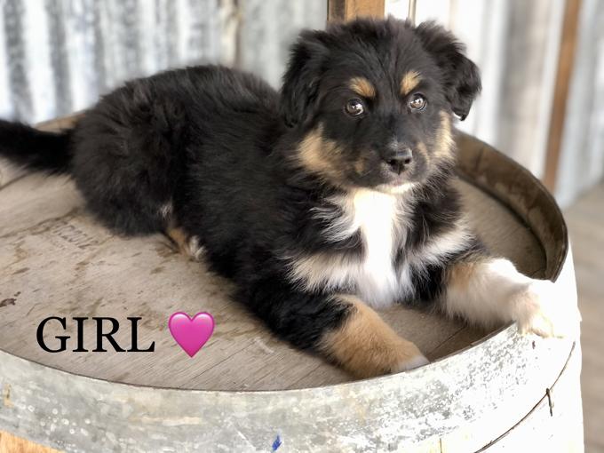 AUSTRALIAN SHEPHERD