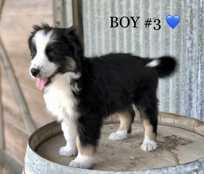 AUSTRALIAN SHEPHERD