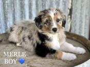 AUSTRALIAN SHEPHERD