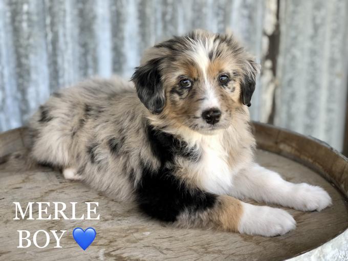 AUSTRALIAN SHEPHERD