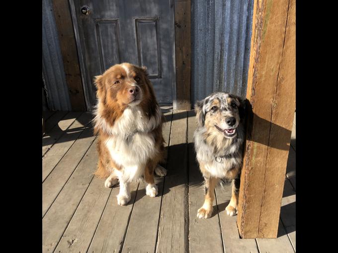 AUSTRALIAN SHEPHERD