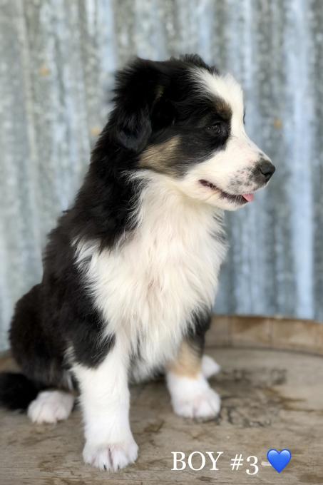 AUSTRALIAN SHEPHERD