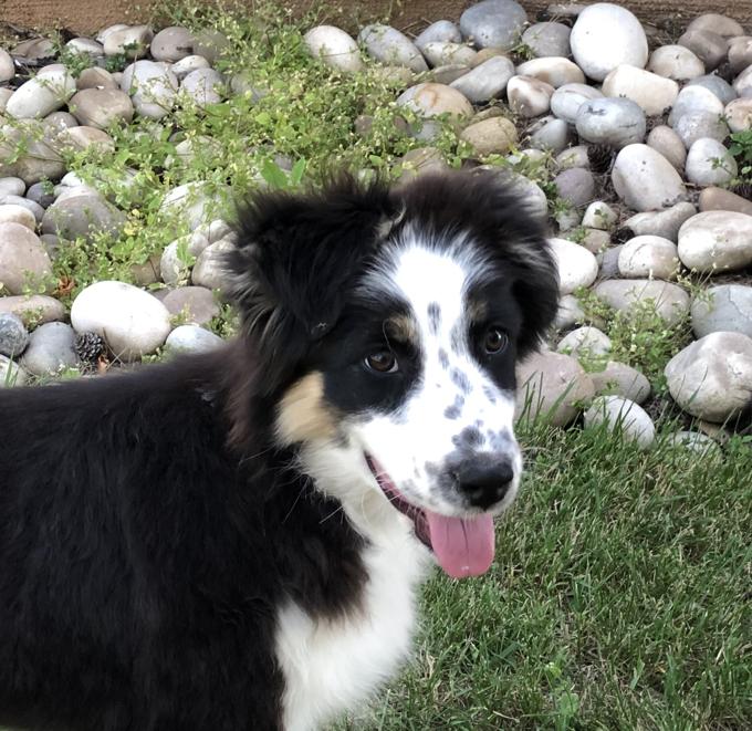 AUSTRALIAN SHEPHERD
