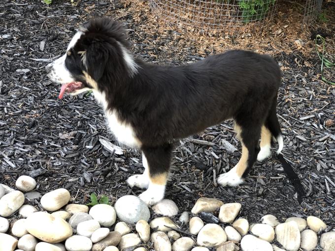 AUSTRALIAN SHEPHERD