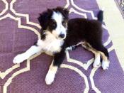 AUSTRALIAN SHEPHERD