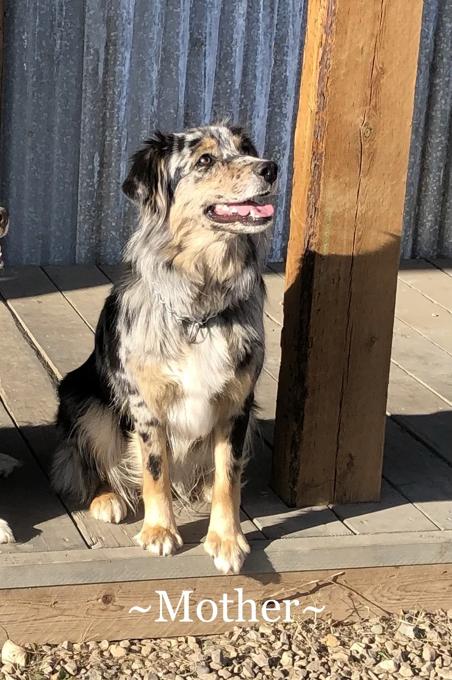 AUSTRALIAN SHEPHERD