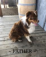 AUSTRALIAN SHEPHERD