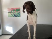 German Shorthair Pointer