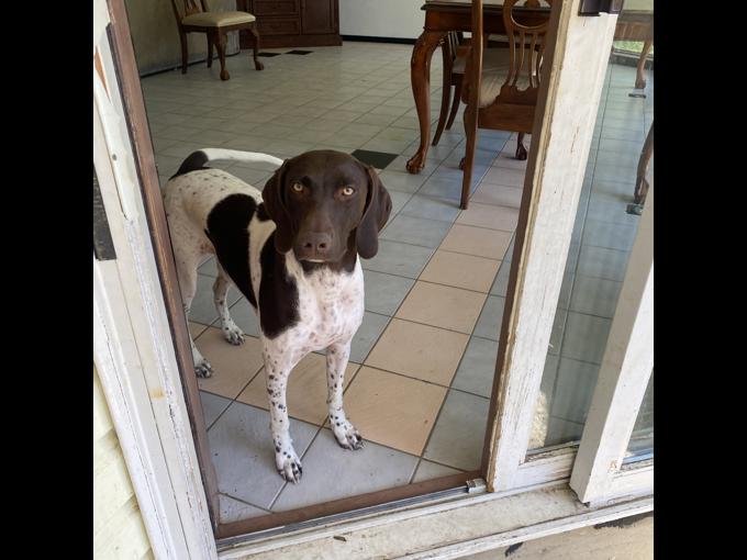 German Shorthair Pointer