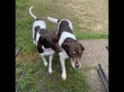 German Shorthair Pointer
