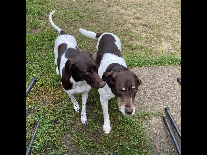 German Shorthair Pointer