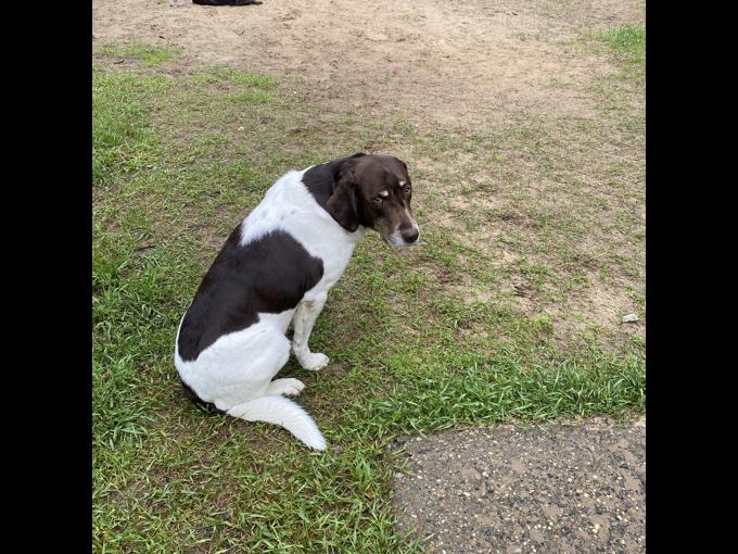 German Shorthair Pointer