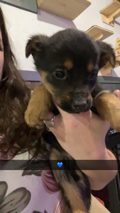Rottie