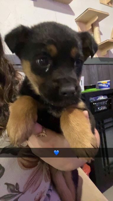 Rottie