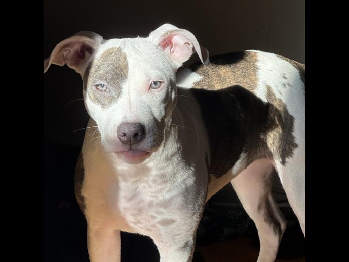 American pitbull mixed with american bulldog
