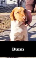 Lab-Mix