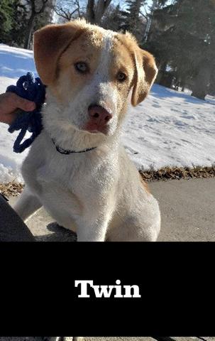 Lab-Mix