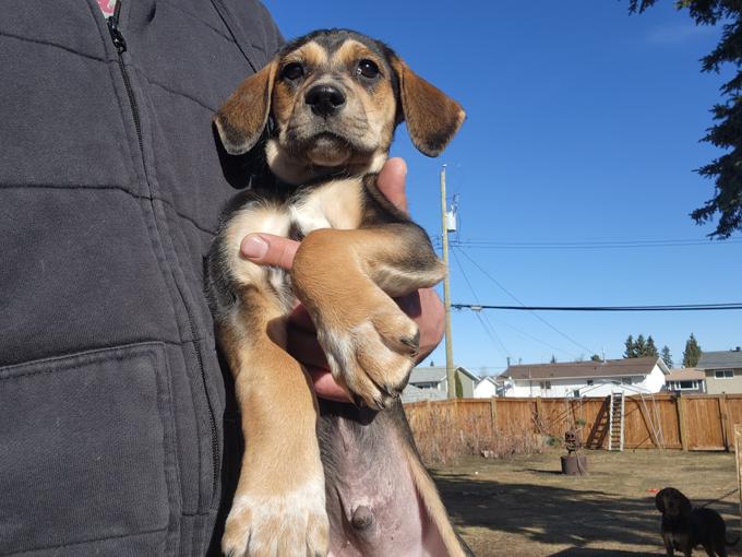 Hound dog mix