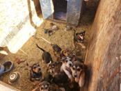 Hound dog mix