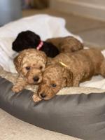 Poodle