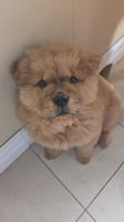 Chow