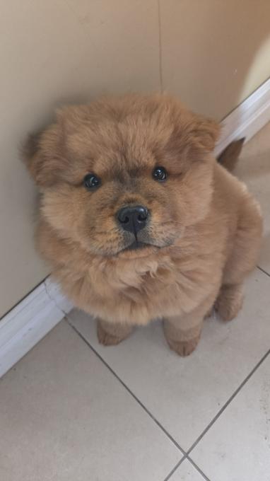 Chow