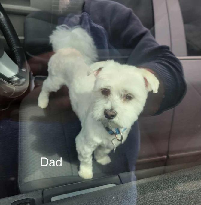 Shitzu