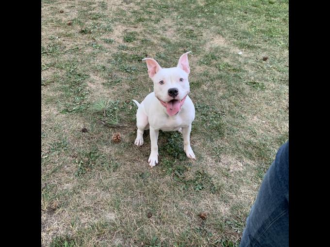 American Bully
