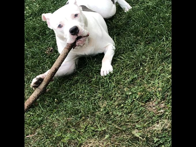 American Bully