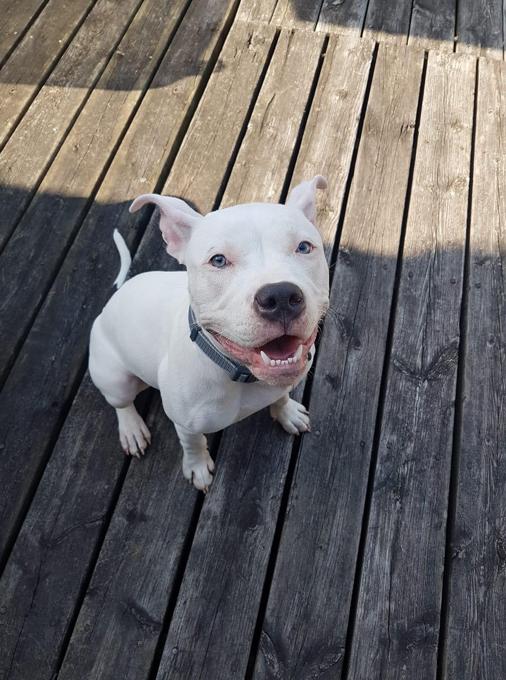American Bully