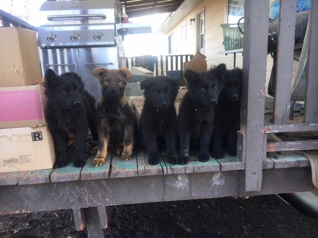 German Shepherd